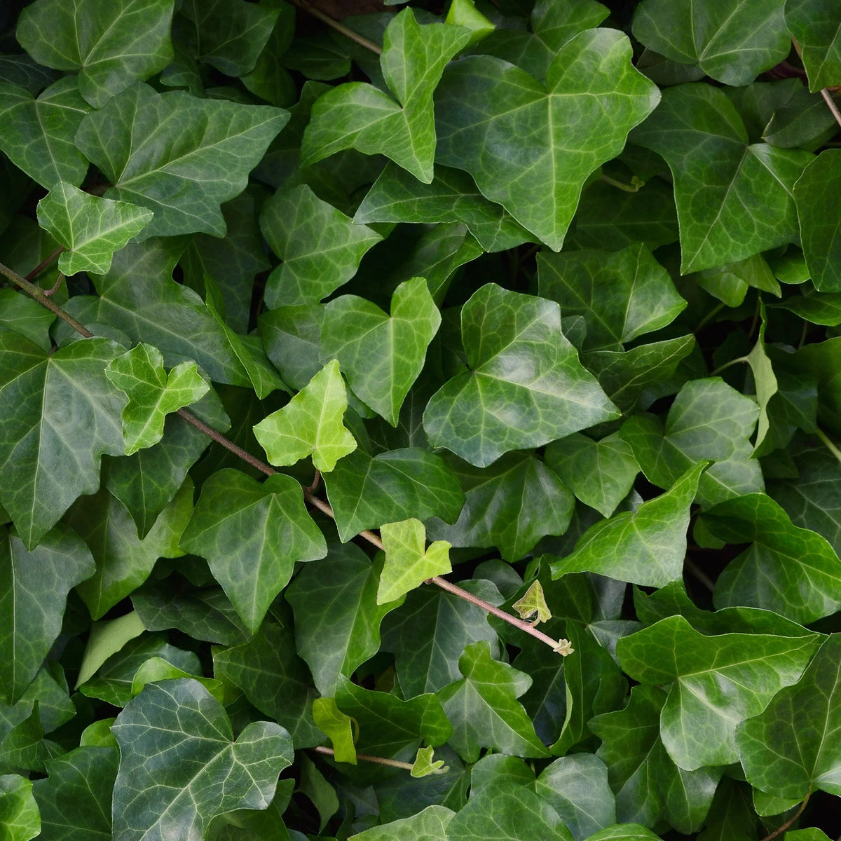 Tips til gødning af Hedera (vedbend)