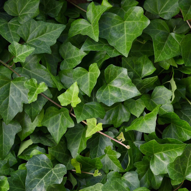 Tips til gødning af Hedera (vedbend)