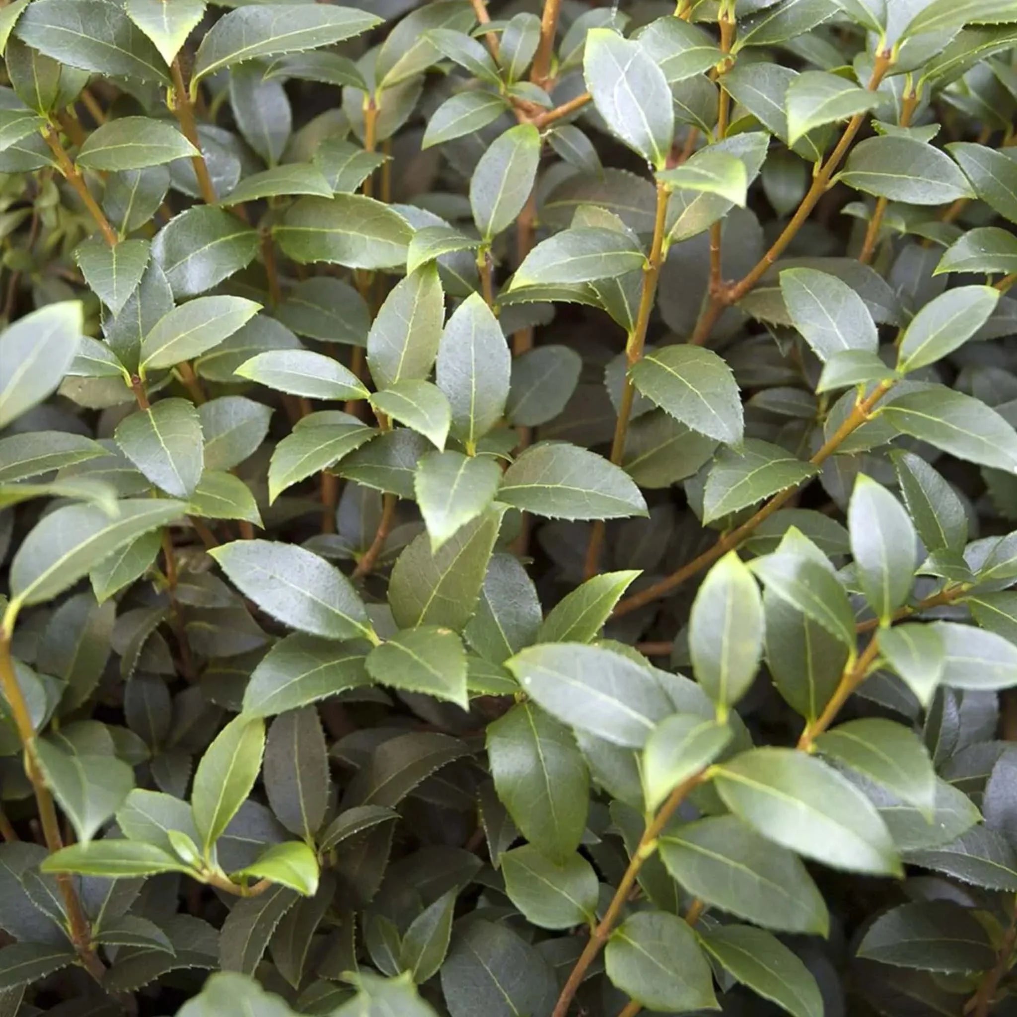 Beskæring af osmanthus: sådan gør du