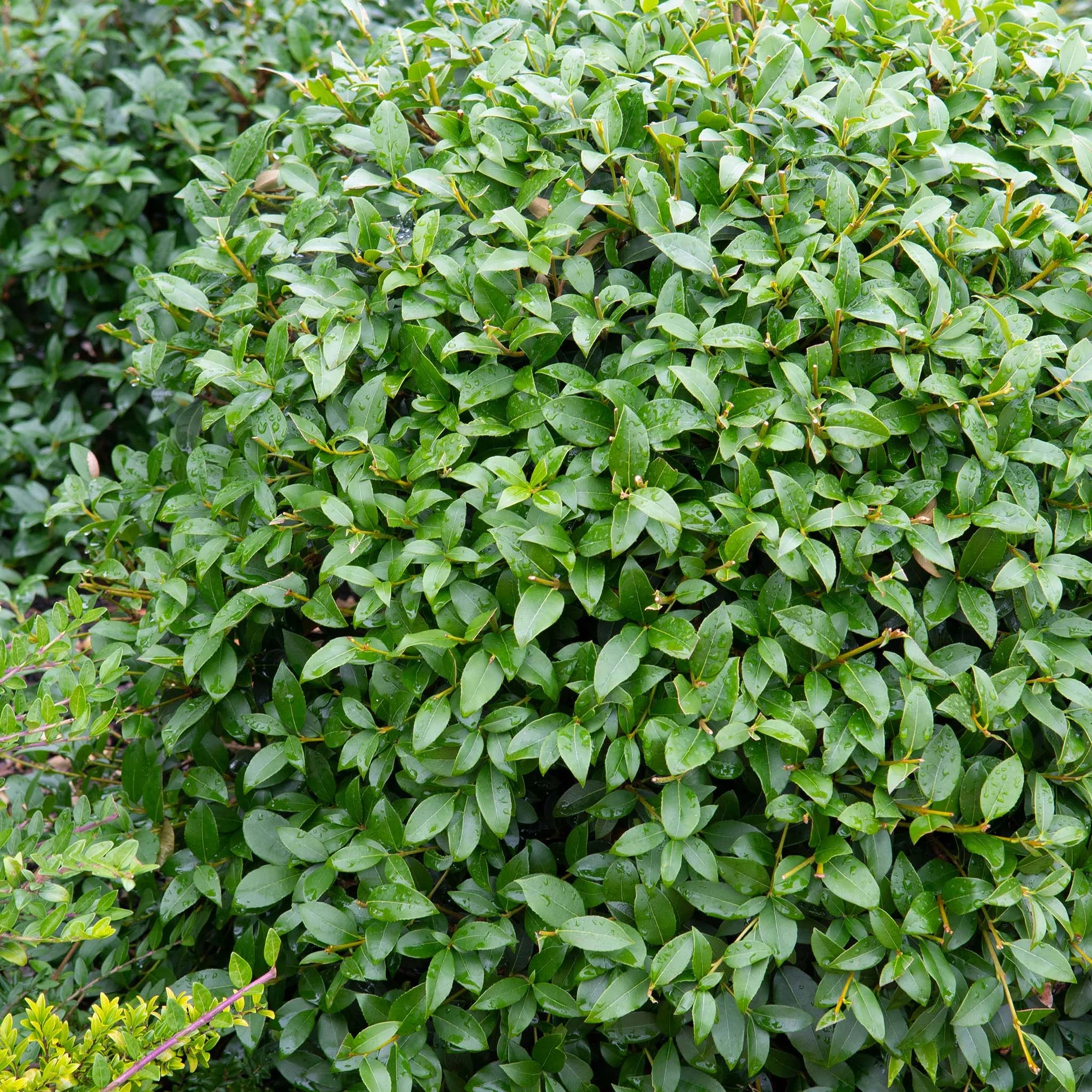 Sådan planter du osmanthus
