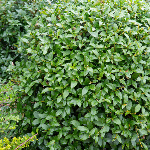 Sådan planter du osmanthus