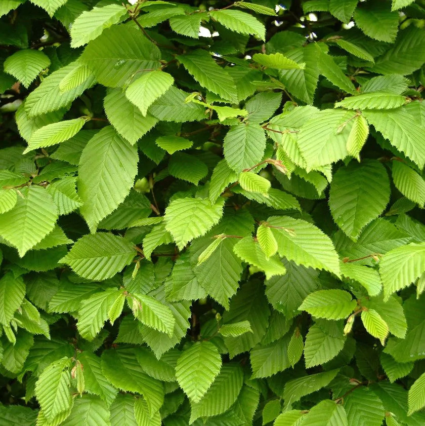 Bøgehæk planteafstand