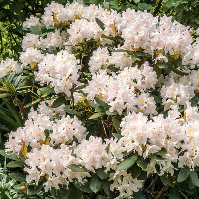 Rhododendronens væksttid