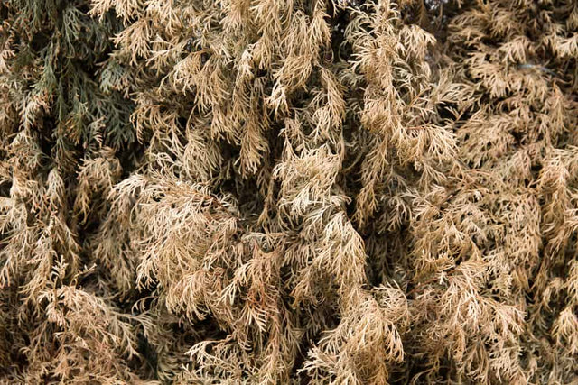 Coniferer bliver brune eller gule: 9 årsager, helbredelse og forebyggelse