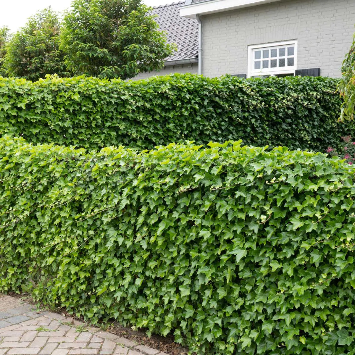 Hvorfor gror vedbend ikke? Årsager og løsninger