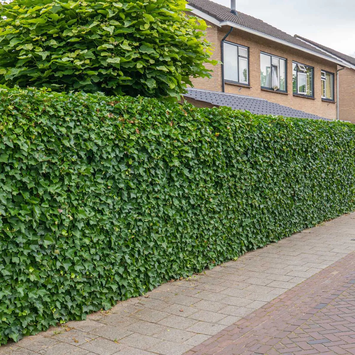 Dette er den bedste plantetid for Hedera