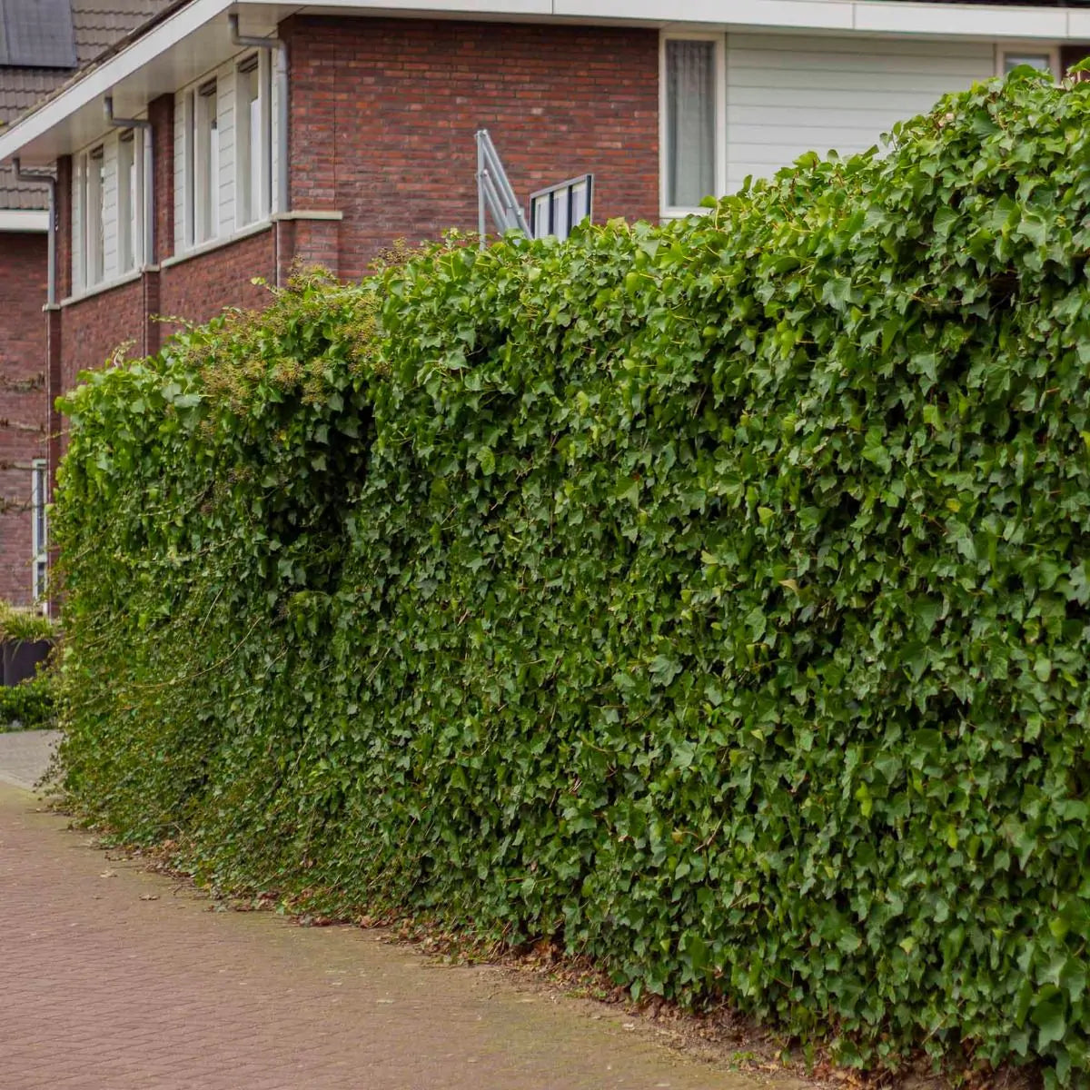 Den ideelle planteafstand for vedbend