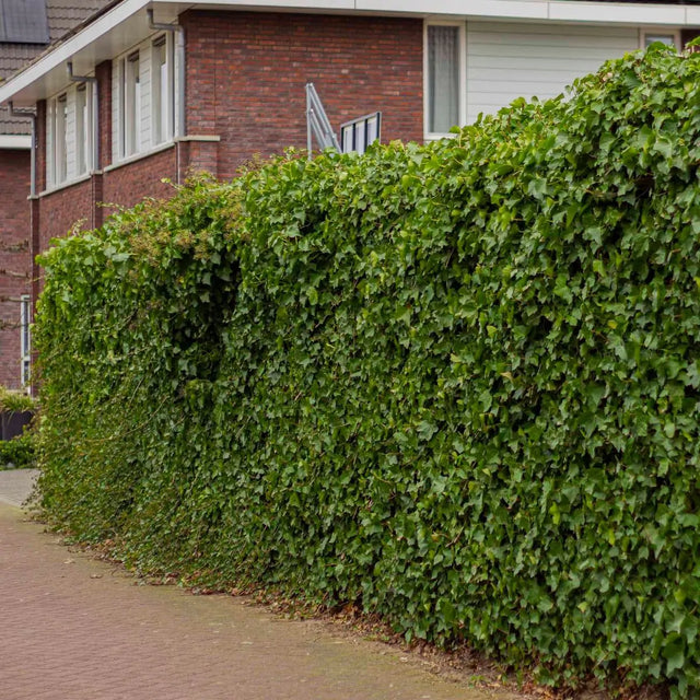 Den ideelle planteafstand for vedbend