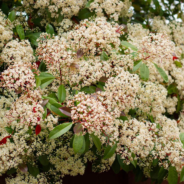 Blomstringen af glansmispel