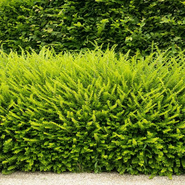 Gedeblads plantetid: hvornår skal du plante denne hæk?