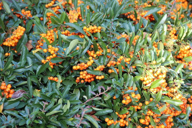 Plantetid for ildtornen (Pyracantha)