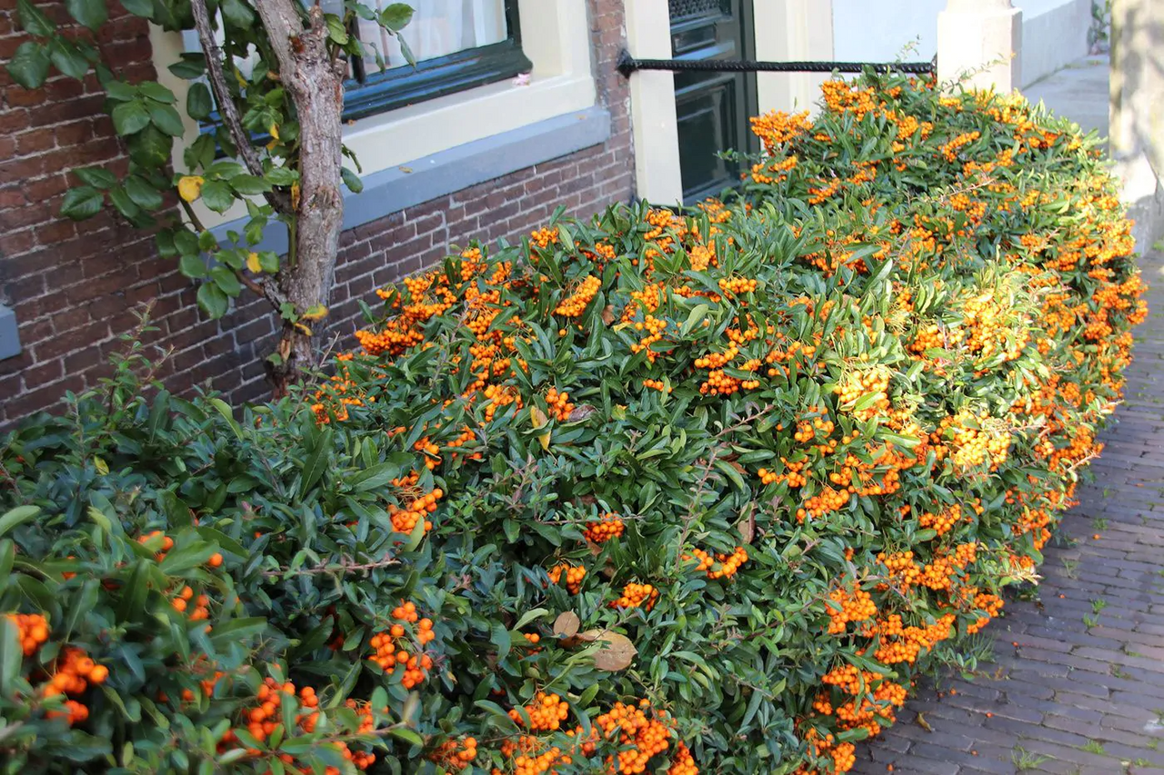 Beskæring og pleje af ildtornen (Pyracantha)