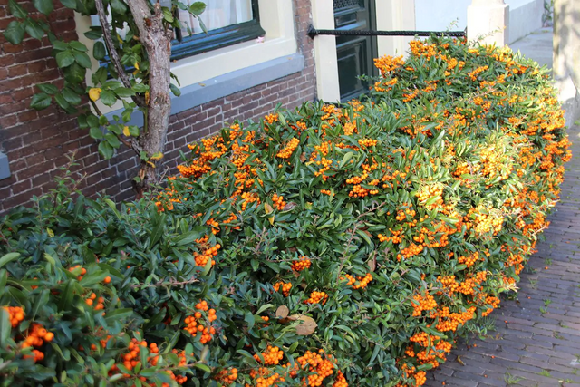 Beskæring og pleje af ildtornen (Pyracantha)