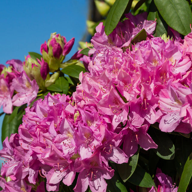Den ideelle placering for en rhododendronhæk