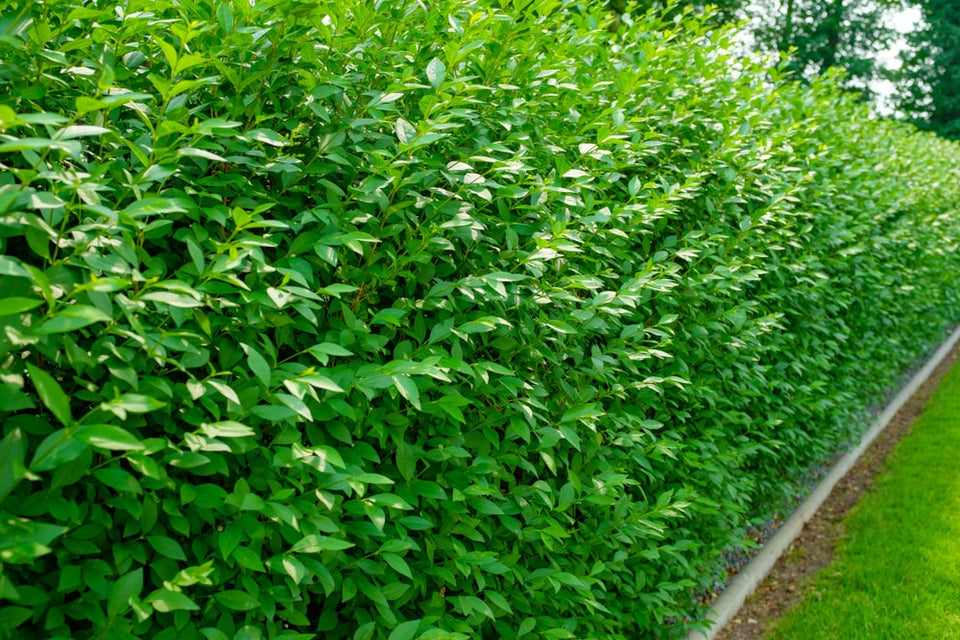 Plant liguster korrekt: Sådan gør du!