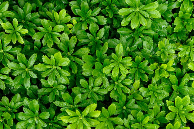 Det bedste tidspunkt at plante bunddækkeplanter