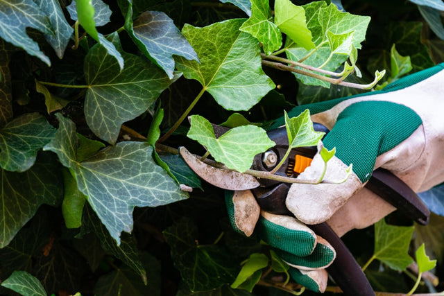 Sådan får du Hedera til at vokse hurtigt