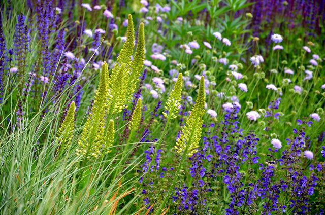 De bedste planter til havebede