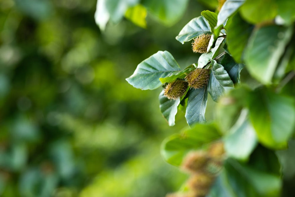 Bøgehækkens blomstringsperiode