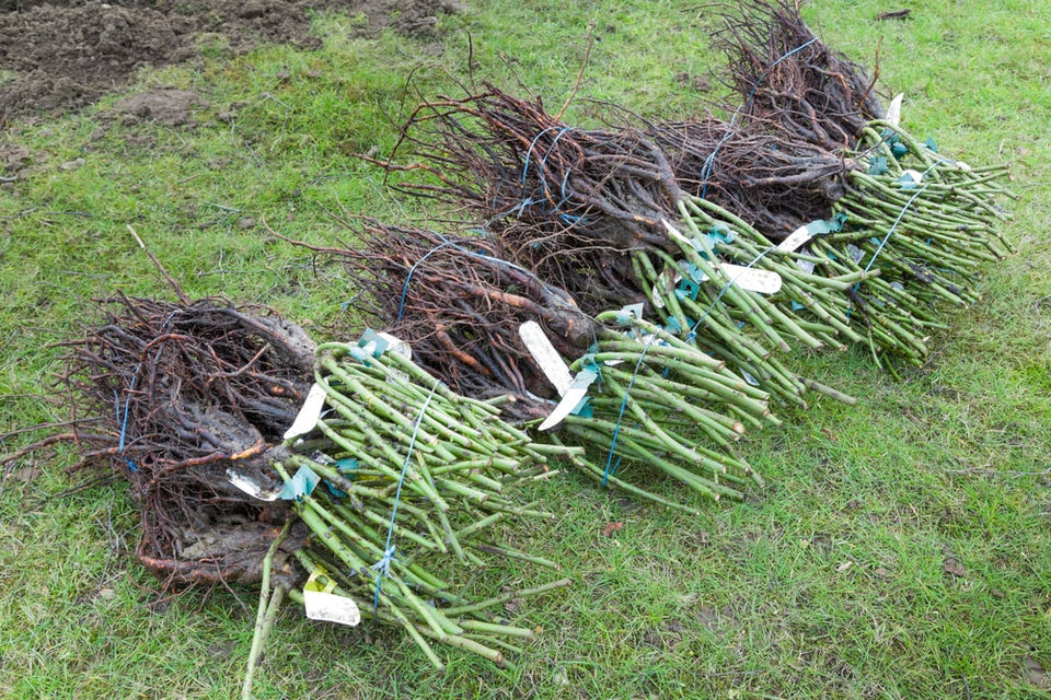 Plantning og pleje af barrodsplanter