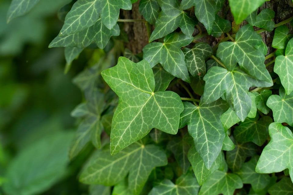 Den ideelle placering for Hedera