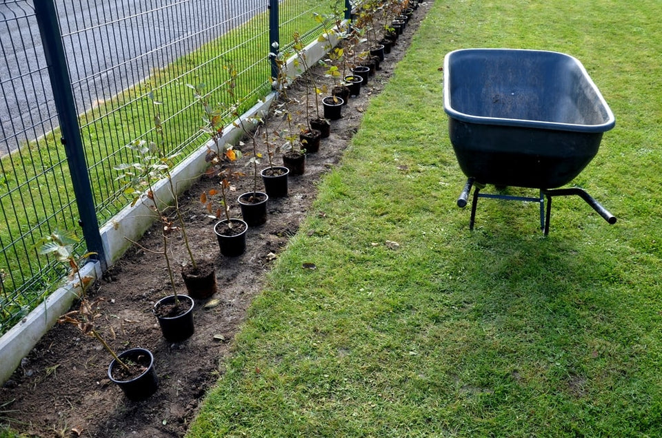 Bukser godt planten