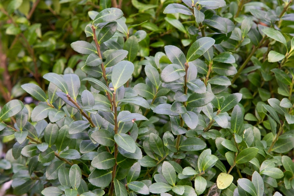 Ulemperne ved japansk kristtorn (Ilex crenata)