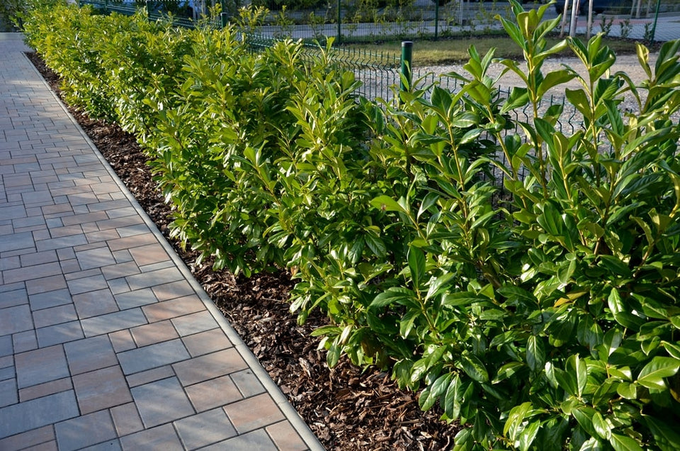 Laurier planteafstand