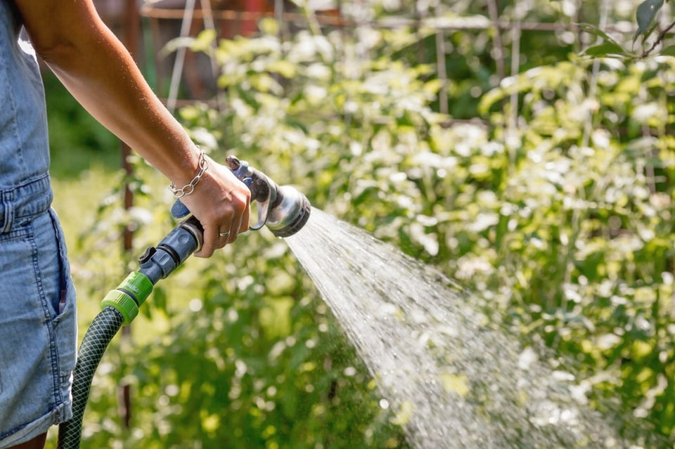 Tips til vanding af haveplanter