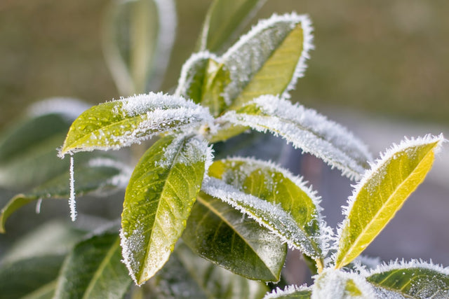 De bedste stedsegrønne buske
