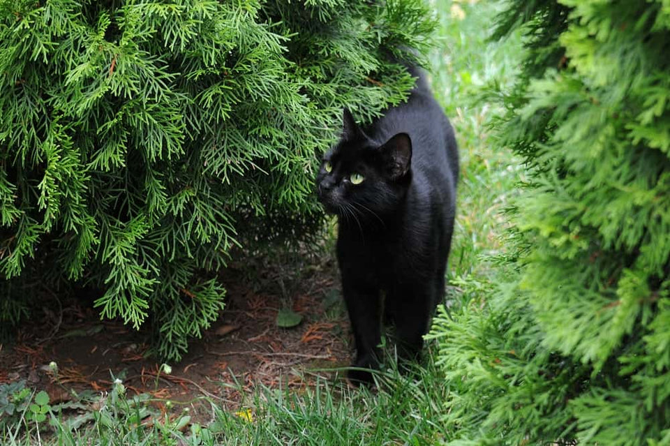 Alt hvad du skal vide, når thuja er giftig