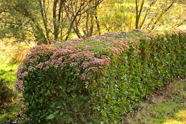 Beskæring af Viburnum tinus: alle tips samlet