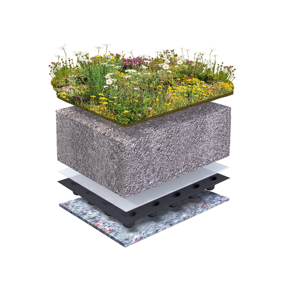 Grønt tag system Biodiversitet hjemmehørende