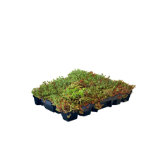 Sedum-kassette letvægts