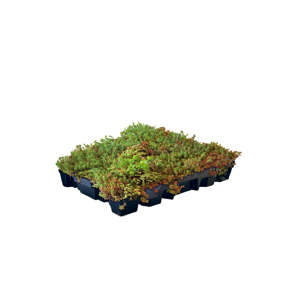 Sedum-kassette letvægts