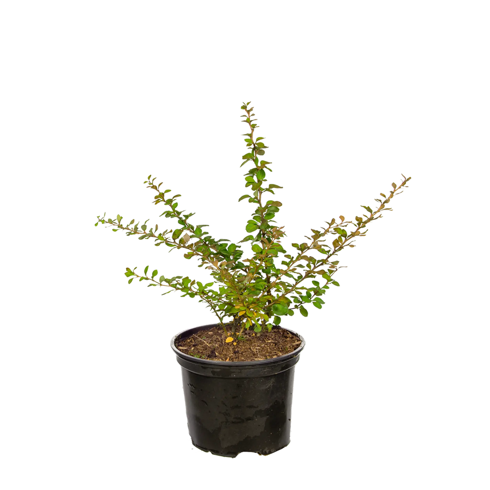 Grøn berberis