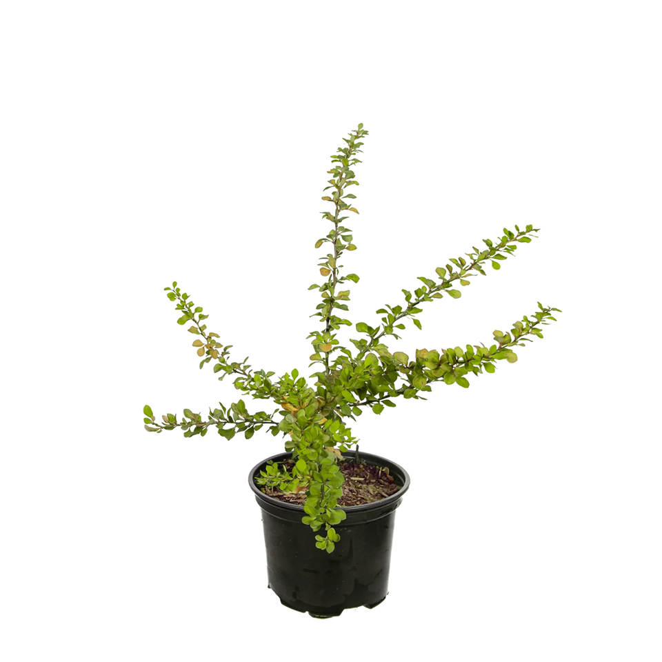 Grøn berberis
