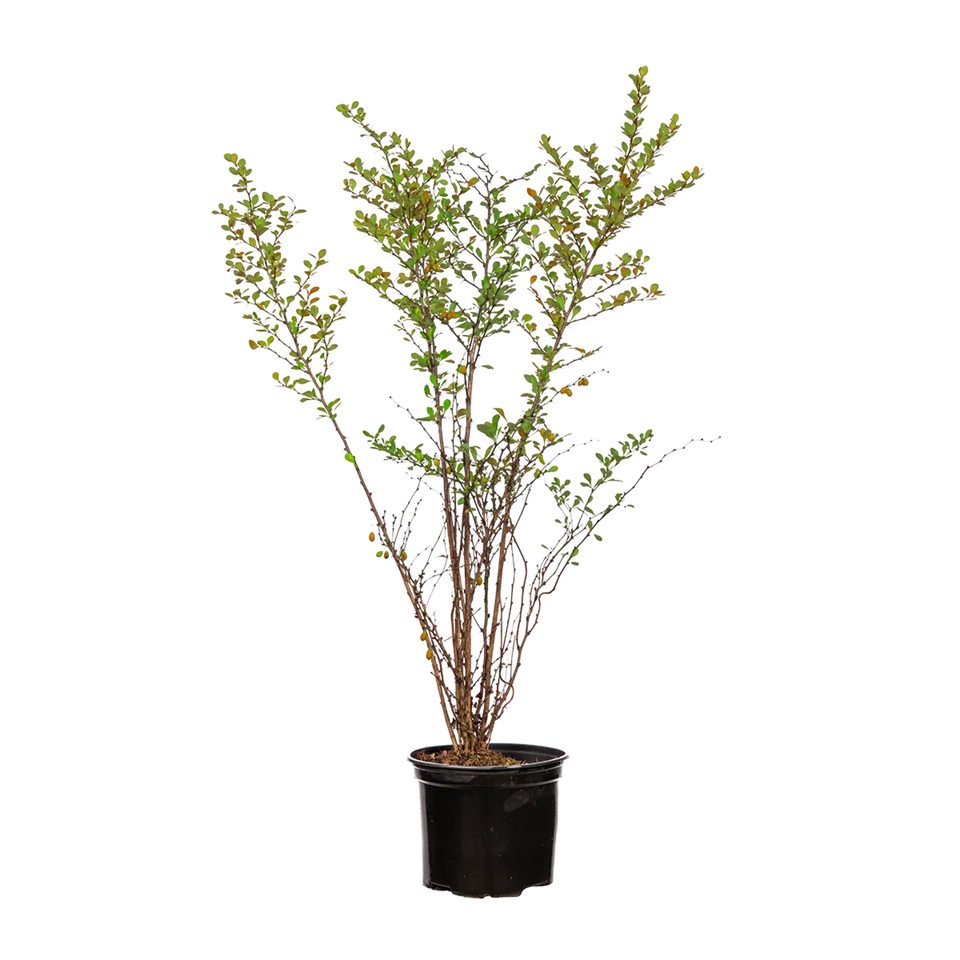 Grøn berberis