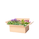 Færdigbed bunddækkeplanter