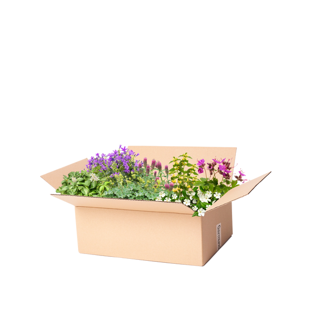 Færdigbed bunddækkeplanter