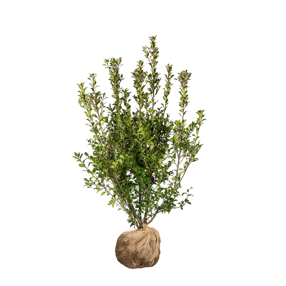 Kristtorn Heckenstar