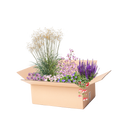 Færdigbed med lang blomstring