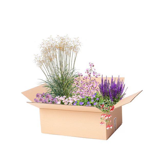 Færdigbed med lang blomstring
