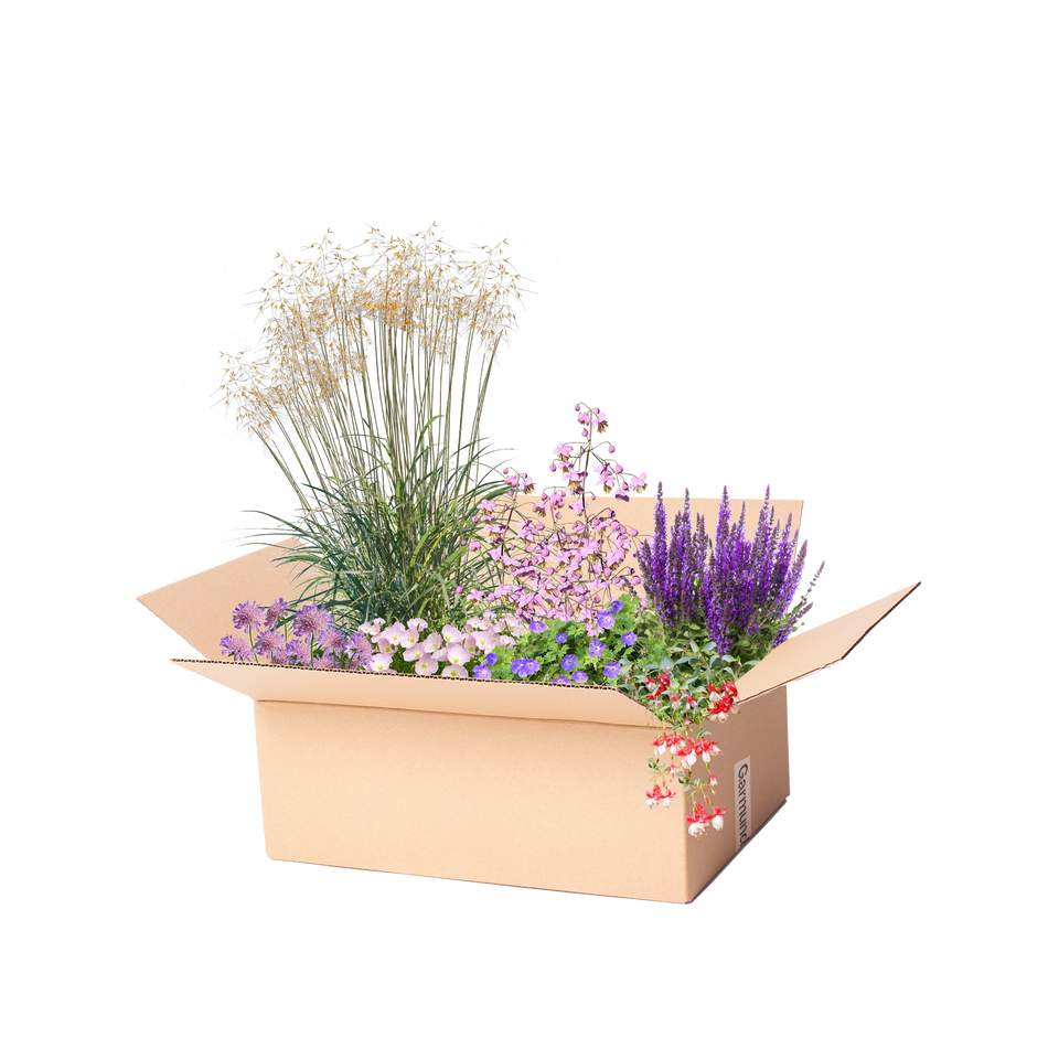 Færdigbed med lang blomstring