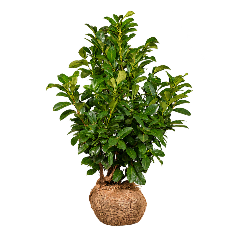 Laurier Bonaparte 60-80 cm