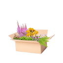 Færdigbed minimal vedligeholdelse