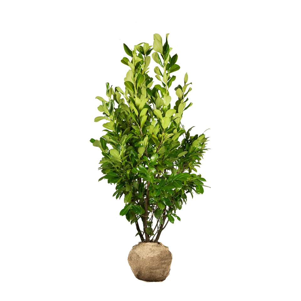 Laurbærkirsebær Rotundifolia