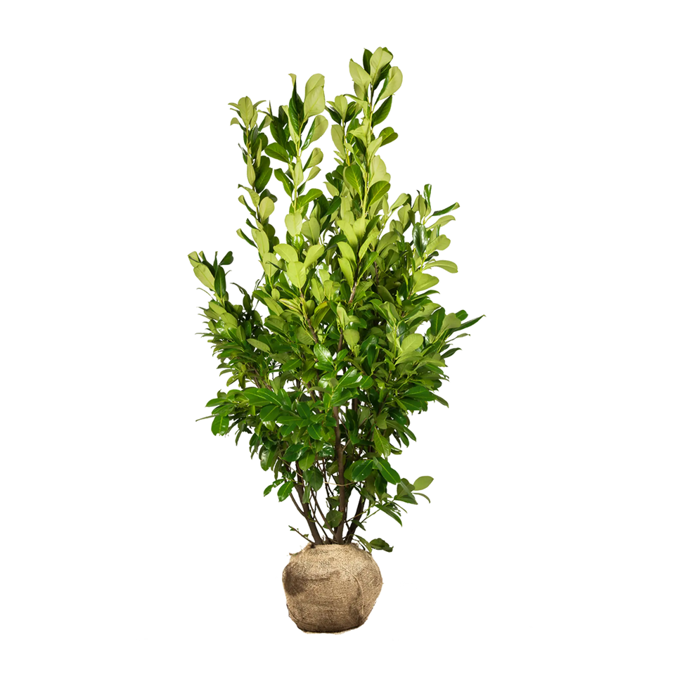 Laurbærkirsebær Rotundifolia