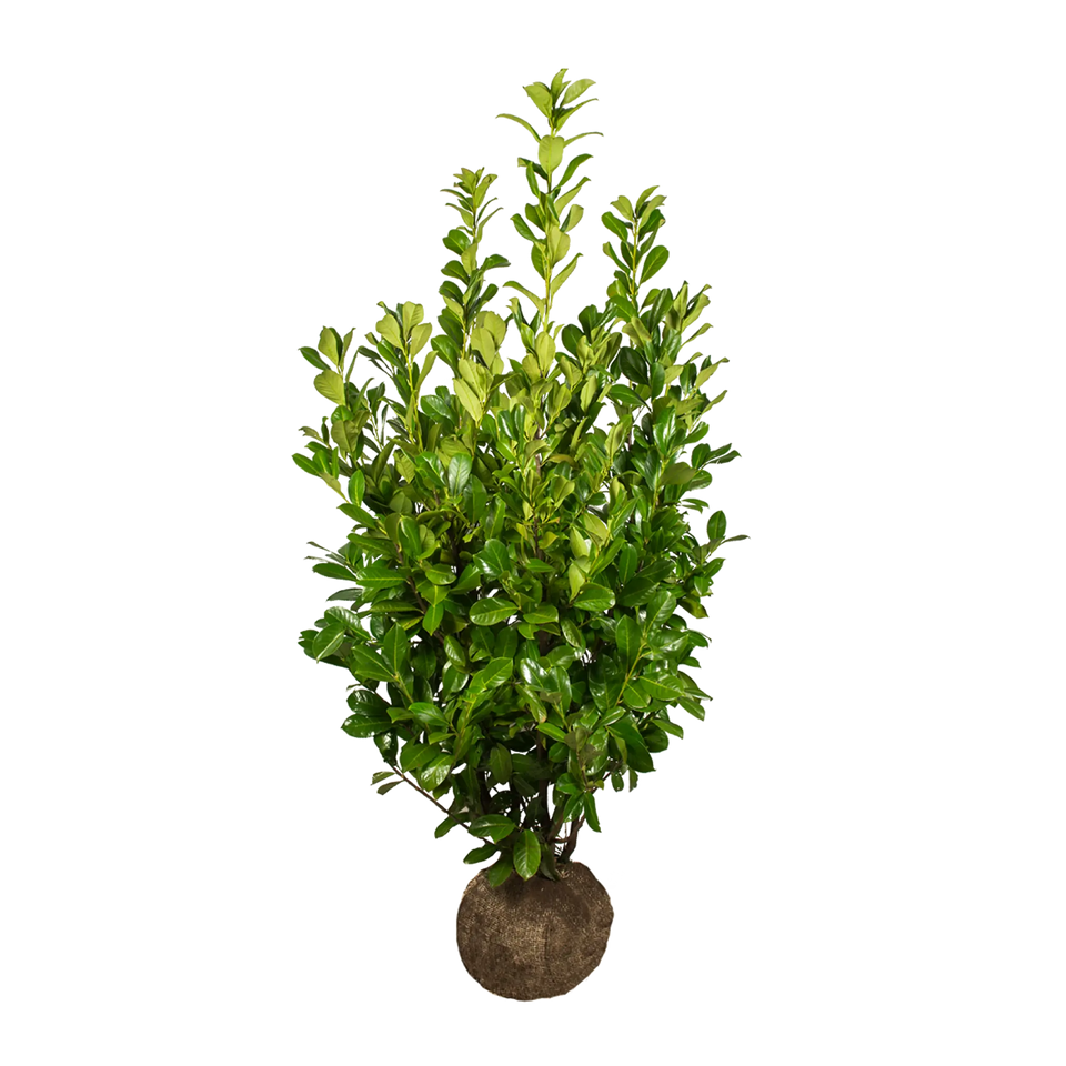 Laurbærkirsebær Rotundifolia