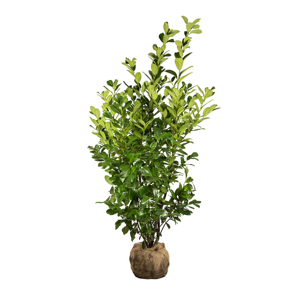 Laurbærkirsebær Rotundifolia